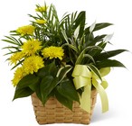 The FTD Loving Light Dishgarden from Victor Mathis Florist in Louisville, KY