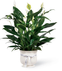 "The FTD 6"" Comfort Planter" from Victor Mathis Florist in Louisville, KY
