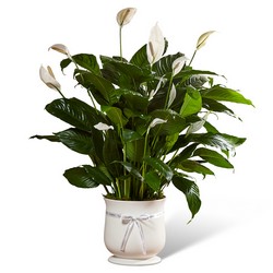 "The FTD 8"" Comfort Planter" from Victor Mathis Florist in Louisville, KY